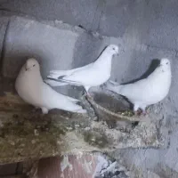 کبوتر تهرانی قره دیمدح|پرنده|خسروشاه, |دیوار