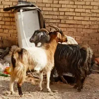 فروش گوسفند وحیوانات مزرعه