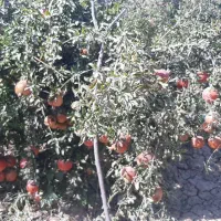 فروش-باغ-انار