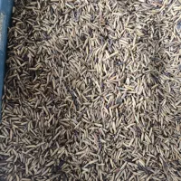 کرم لارو خشک شده