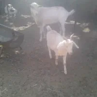 یکساله دو رگ سانن.|حیوانات مزرعه|تربت جام, معدآباد|دیوار