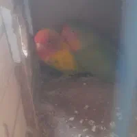طوطی برزیلی