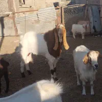 نر بز پاکستانی|حیوانات مزرعه|مشهد, شمس آباد|دیوار