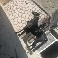 مادیان کرد. سیاه سه ساله شکم خالی.|اسب و تجهیزات اسبسواری|نجفآباد, طالقانی|دیوار