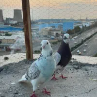 یک جفت کبوتر سرحال
