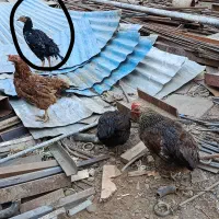 مرغ محلی و لاری