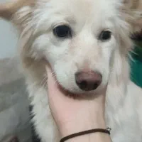 سلام یه سگ ماده دارم برای فروش|سگ|تفت, |دیوار