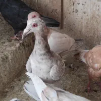 هفرنگ|پرنده|قزوین, |دیوار