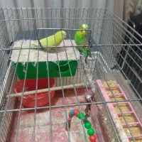 یک جفت مرغ عشق سرزنده شیطون با قفس و لوازم کامل