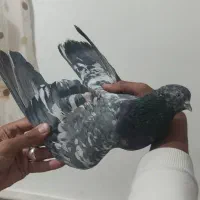 سرور سبز مصاوضه با طوقی هم دارم