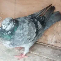 کبوتر