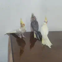جوجه عروس هلندی