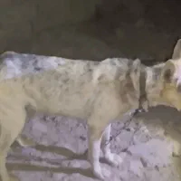 سگ نگهبان|سگ|هامون, |دیوار