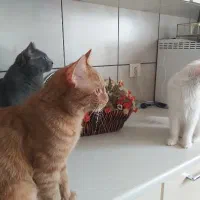 گربه بریتیش ۶ ماهه|گربه|ساری, |دیوار