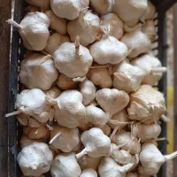 سیر درجه یک سفید|عمدهفروشی|تهران, پردیسان|دیوار