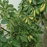 گل طبیعی شلف شلفرا بزرگ