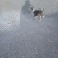 واگذاری ت و ل ه سگ|سگ|کرمانشاه, |دیوار