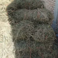 یونجه و علف مخلوط بیشترش یونجه میباشد