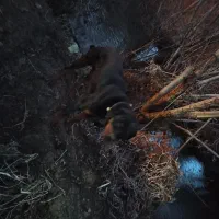 سگ روتوایلر