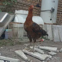 مرغ لاری|حیوانات مزرعه|خان ببین, |دیوار