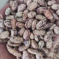 لوبیا پاچ