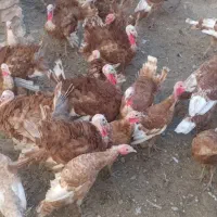 بوقلمون برنزه|حیوانات مزرعه|دیواندره, |دیوار