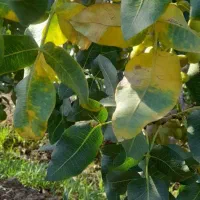 رفع سریع دلیل زردی و خشکی برگ پسته/باغدار صادراتی