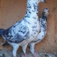 سوسکی بزک