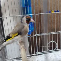 سهره جوجه قفس|پرنده|کرمانشاه, |دیوار