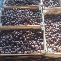 خرما گنطار نزدیک 400کیلو دارم قیمت توافقی