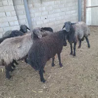 قوچ بره قوچ|حیوانات مزرعه|خمینیشهر, |دیوار