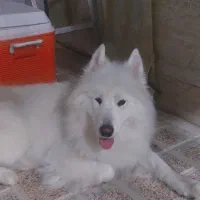 سگ گمشده|سگ|بهارستان, |دیوار