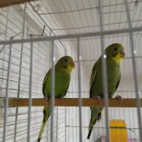 مرغ عشق 2 عدد