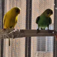 یک جفت مرغ عشق|پرنده|تهران, گلستان (شهرک راه آهن)|دیوار