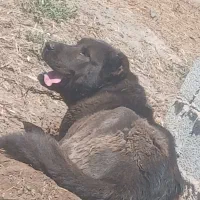 سگ سرابی نر اصیل درجه‌ یک