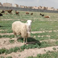 قوچ مغانی