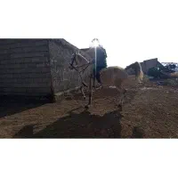 فروش مادیان کرد سواری دار