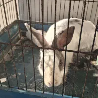 خرگوش خانگی بازیگوش|موش و خرگوش|زنجان, |دیوار