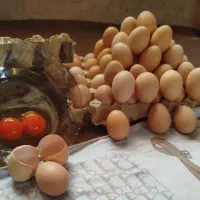 تخمرغ خانگی