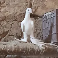 ۱۰۰۰۰|پرنده|کشاورز, |دیوار