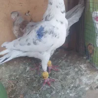 کفتر سفید