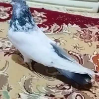 نر کله دم سبز عطیقه اصل سو قدیم باقرآبادم