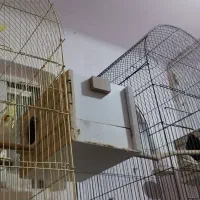 طوطی عروس هلندی|پرنده|بم, |دیوار