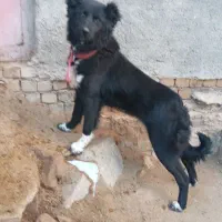 واگذاری ماده سگ|سگ|بروجرد, |دیوار