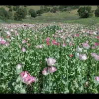 گروه کارگر کشاورزی