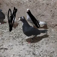 مینا سیاه کاکلی کرمونی
