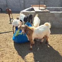 کهره چپشت بز