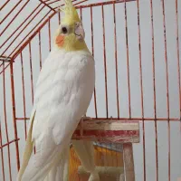 عروس هلندی لوتینو