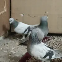 کبوتر نقره ای