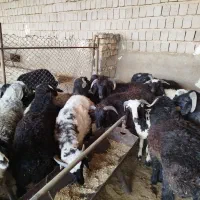 گوشت کهره و بره|خوردنی و آشامیدنی|فسا, |دیوار